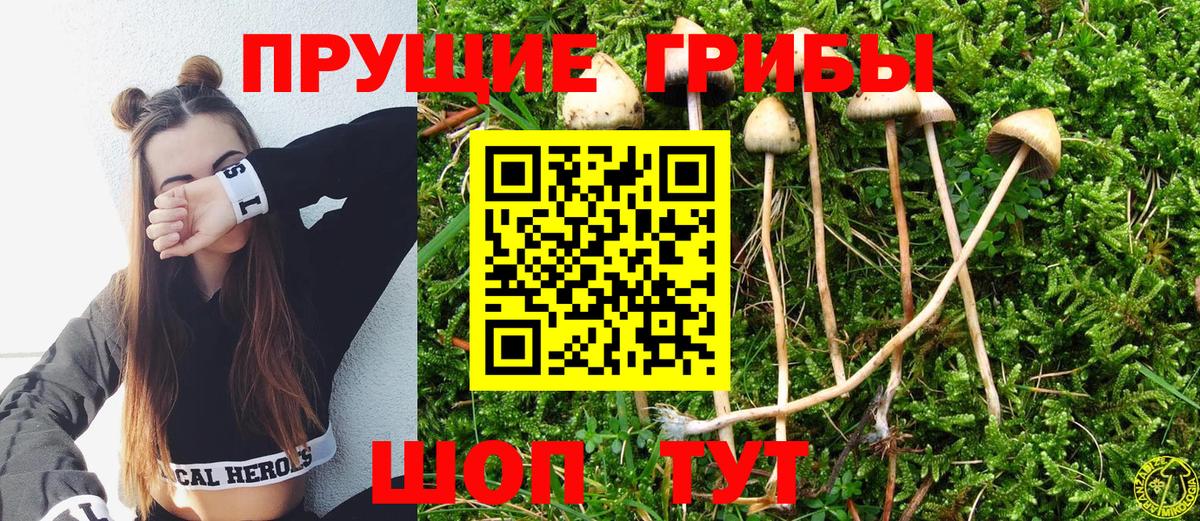 Сосновый Бор  Псилоцибиновые грибы MAGIC MUSHROOMS  Вход с VPN 
